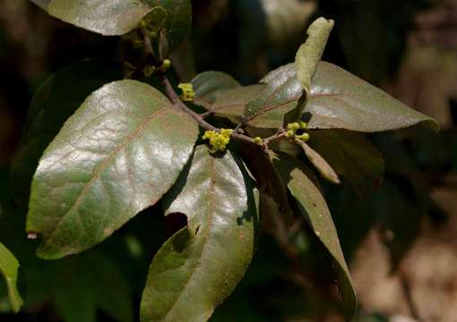 Image of Mystroxylon aethiopicum (Thunb.) Loes.