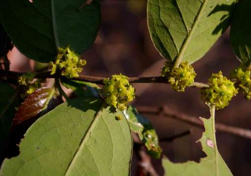 Imagem de Mystroxylon aethiopicum (Thunb.) Loes.