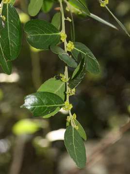Image of Mystroxylon aethiopicum (Thunb.) Loes.