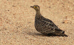 Image of Namaqua Sandgrouse