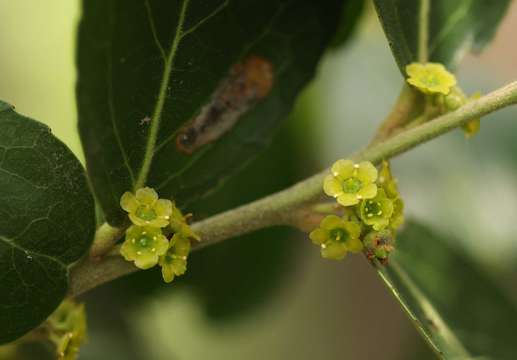 Image de Mystroxylon aethiopicum (Thunb.) Loes.