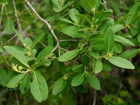 Image of Mystroxylon aethiopicum (Thunb.) Loes.