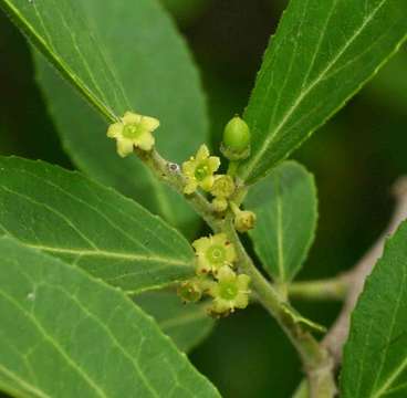 Image of Mystroxylon aethiopicum (Thunb.) Loes.