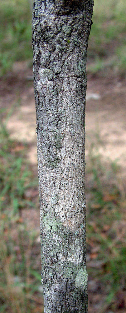 Image of Pleurostylia