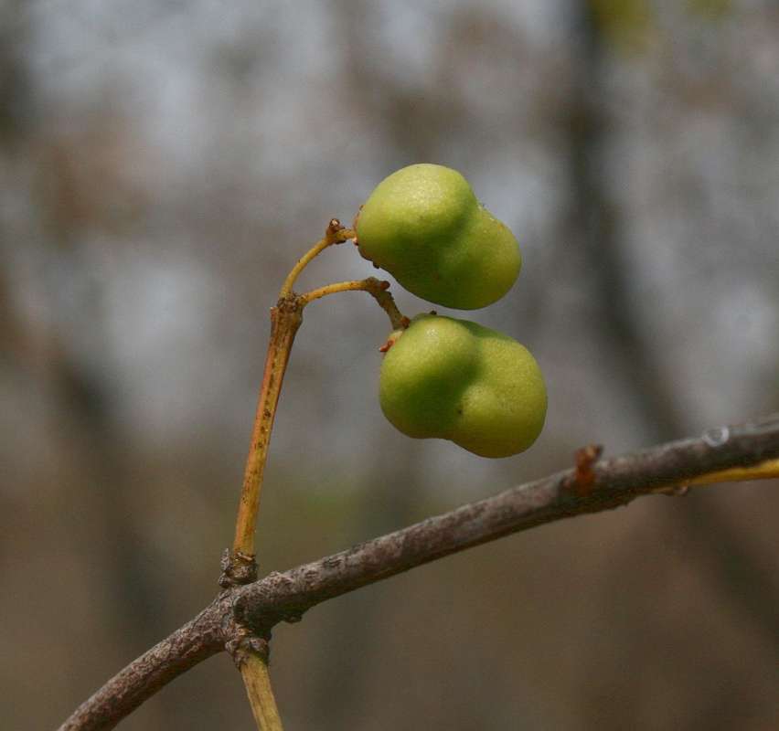 Sivun Pleurostylia kuva