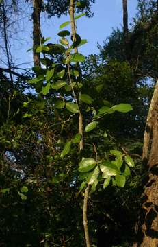 Image of Loeseneriella africana (Willd.) R. Wilczek