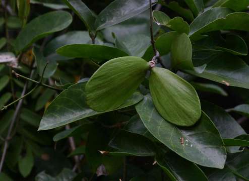 Image of Loeseneriella africana (Willd.) R. Wilczek