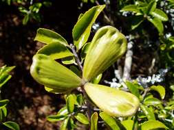 Loeseneriella crenata (Klotzsch) R. Wilczek的圖片