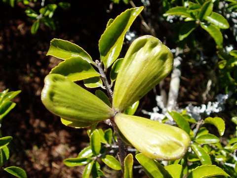 Image de Loeseneriella crenata (Klotzsch) R. Wilczek