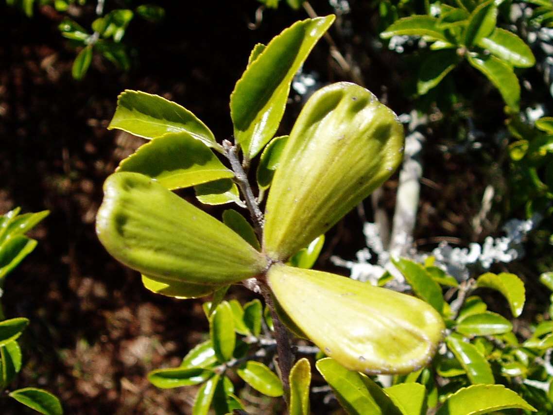 Image of Valley paddle-pod