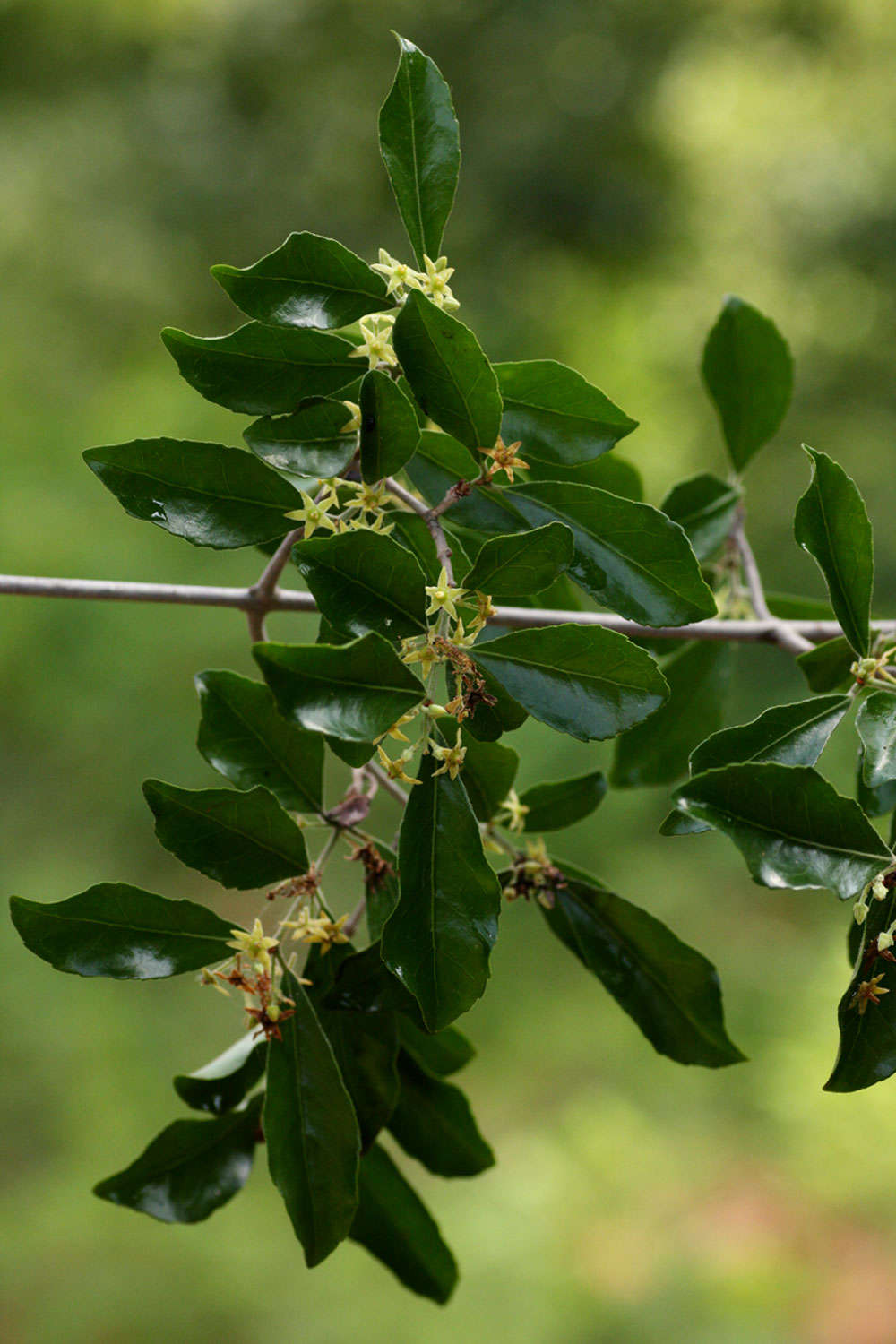 Loeseneriella crenata (Klotzsch) R. Wilczek的圖片