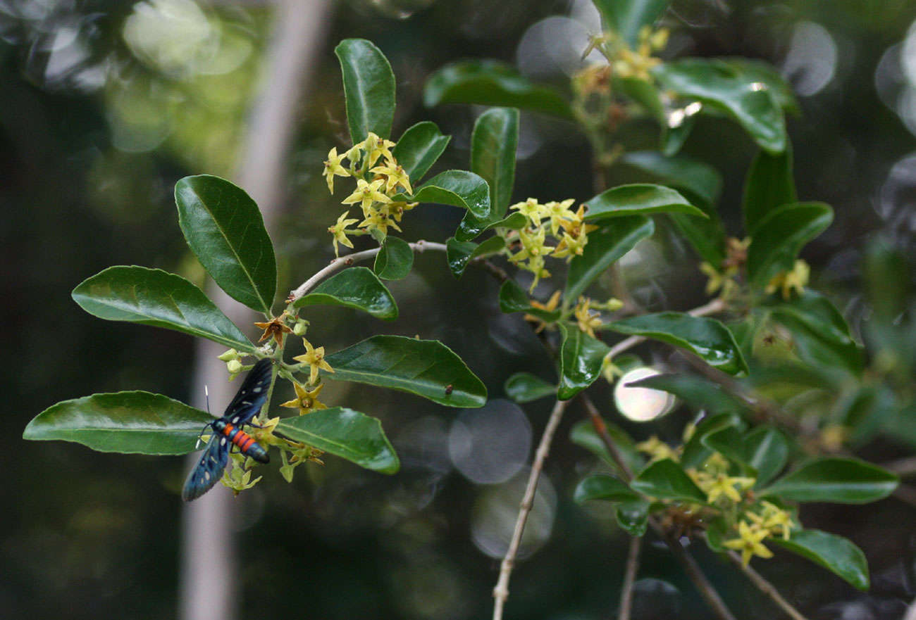 Loeseneriella crenata (Klotzsch) R. Wilczek的圖片