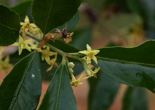 Слика од Loeseneriella crenata (Klotzsch) R. Wilczek