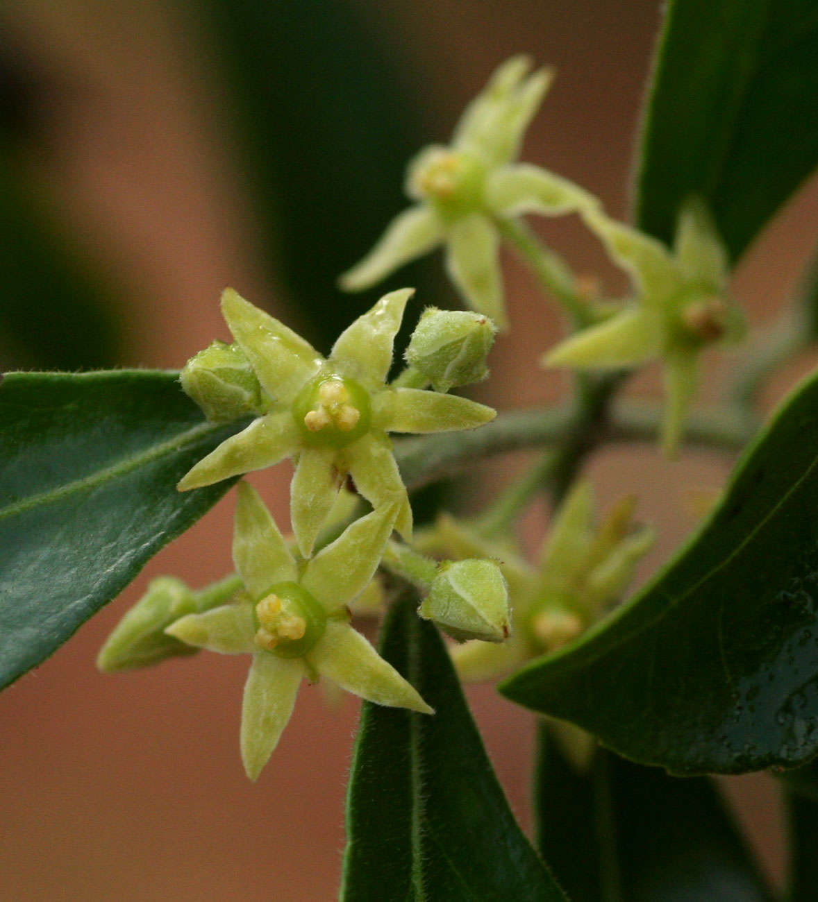 Loeseneriella crenata (Klotzsch) R. Wilczek的圖片