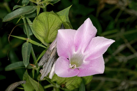 Barleria greenii M. J. & K. Balkwill的圖片