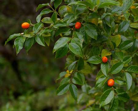 Image of Cassinopsis