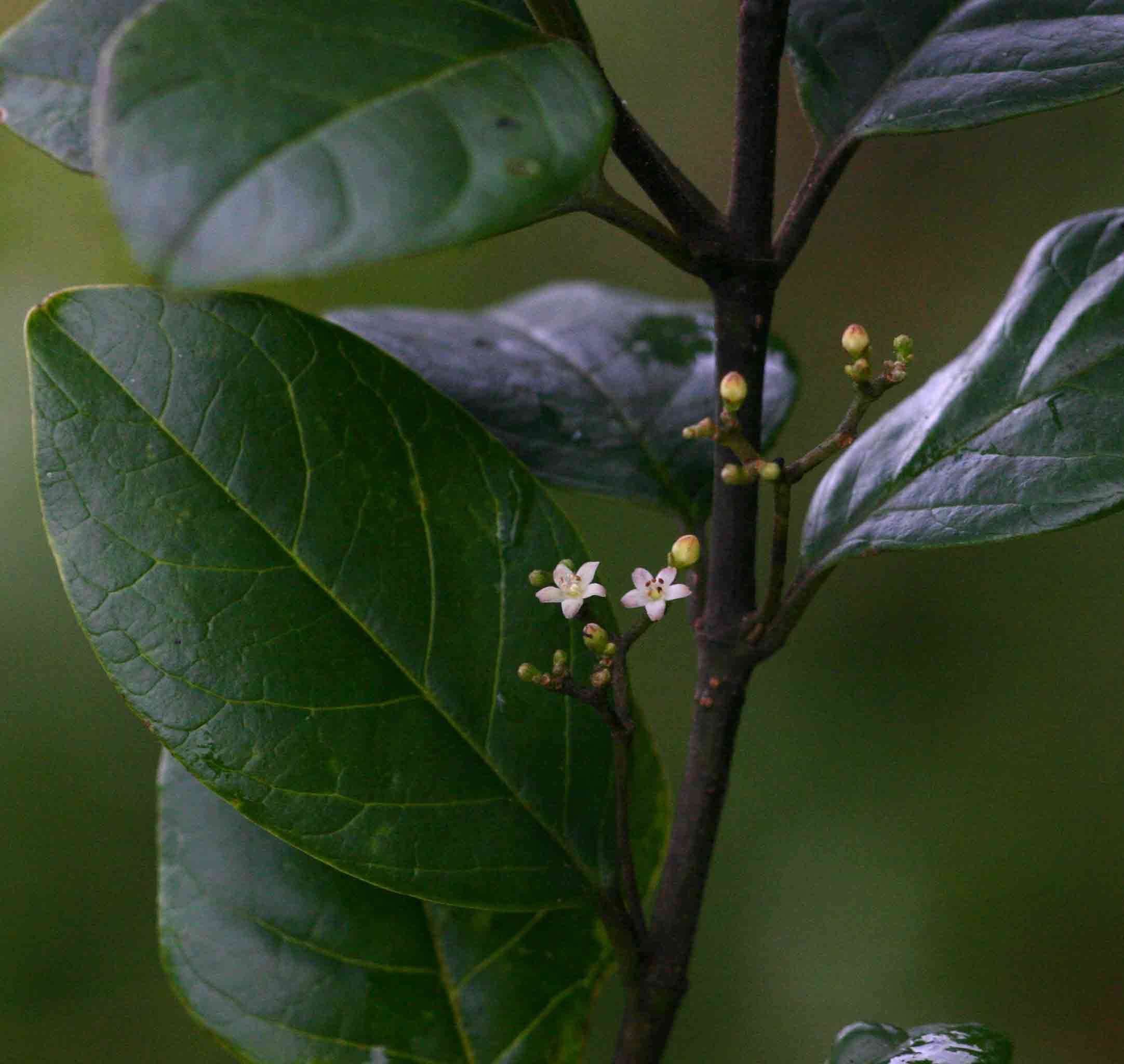 Image of False lemon-thorn