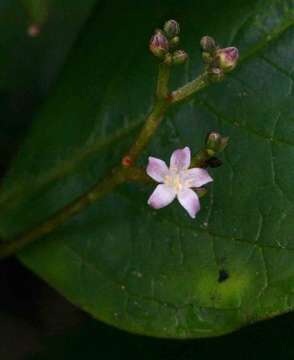 Image of False lemon-thorn