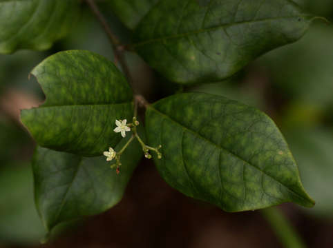 Image of False lemon-thorn