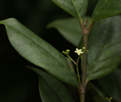 Image of False lemon-thorn