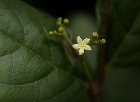 Image of False lemon-thorn