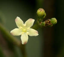 Image de Cassinopsis tinifolia Harv.