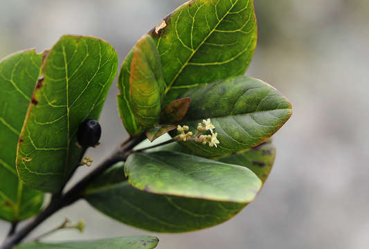 Слика од Cassinopsis tinifolia Harv.