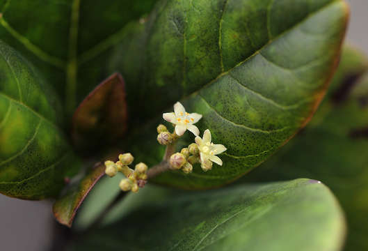 Image of False lemon-thorn