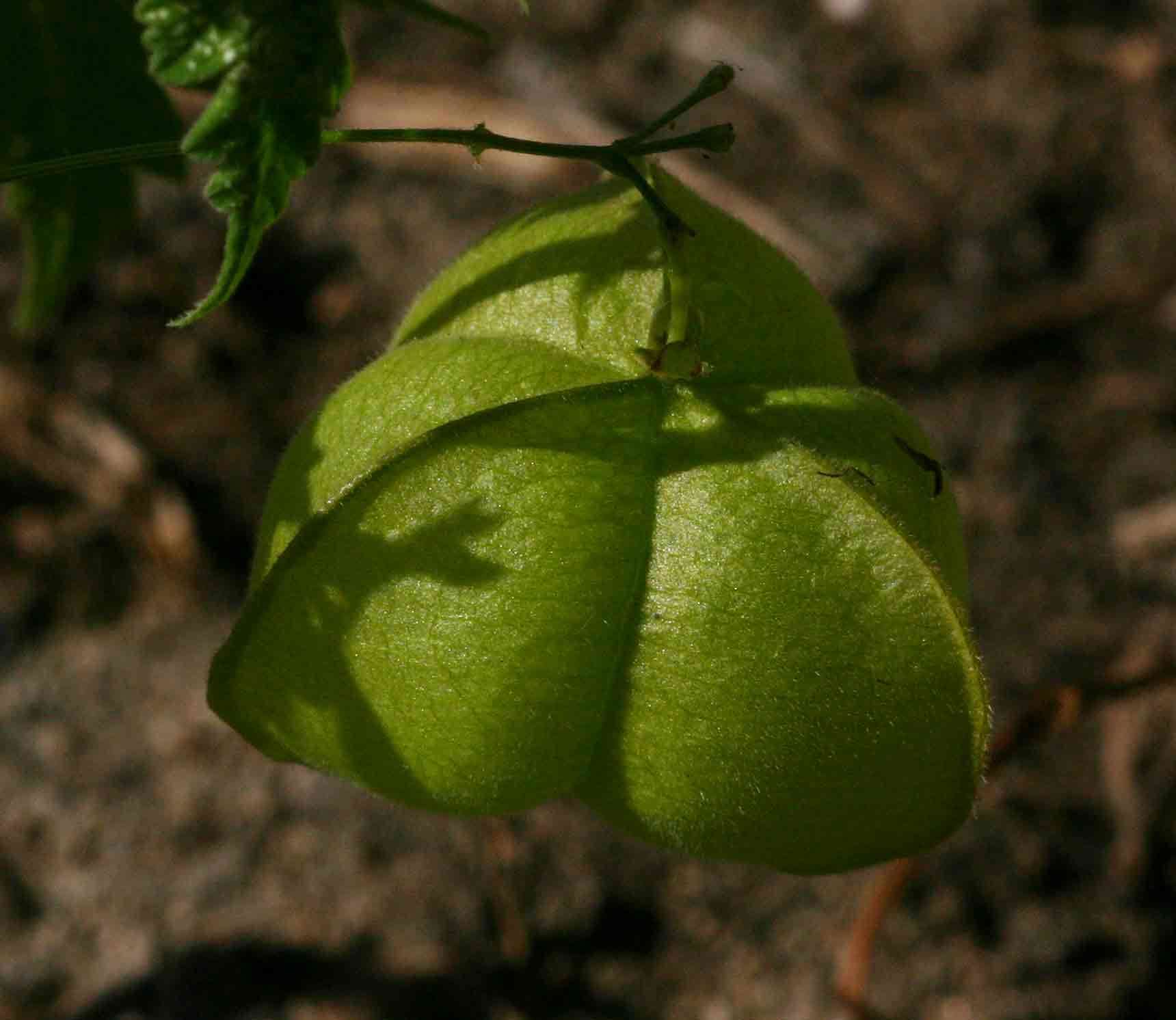 Image of Balloon vine
