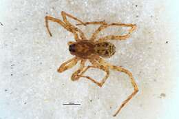 Image of Anoteropsis forsteri Vink 2002