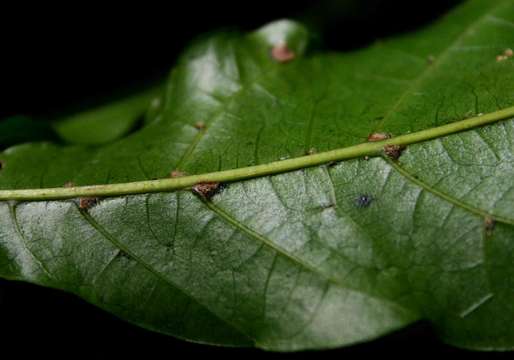 Image de Allophylus chaunostachys Gilg