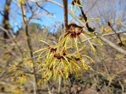 Imagem de Hamamelis mollis Oliv.