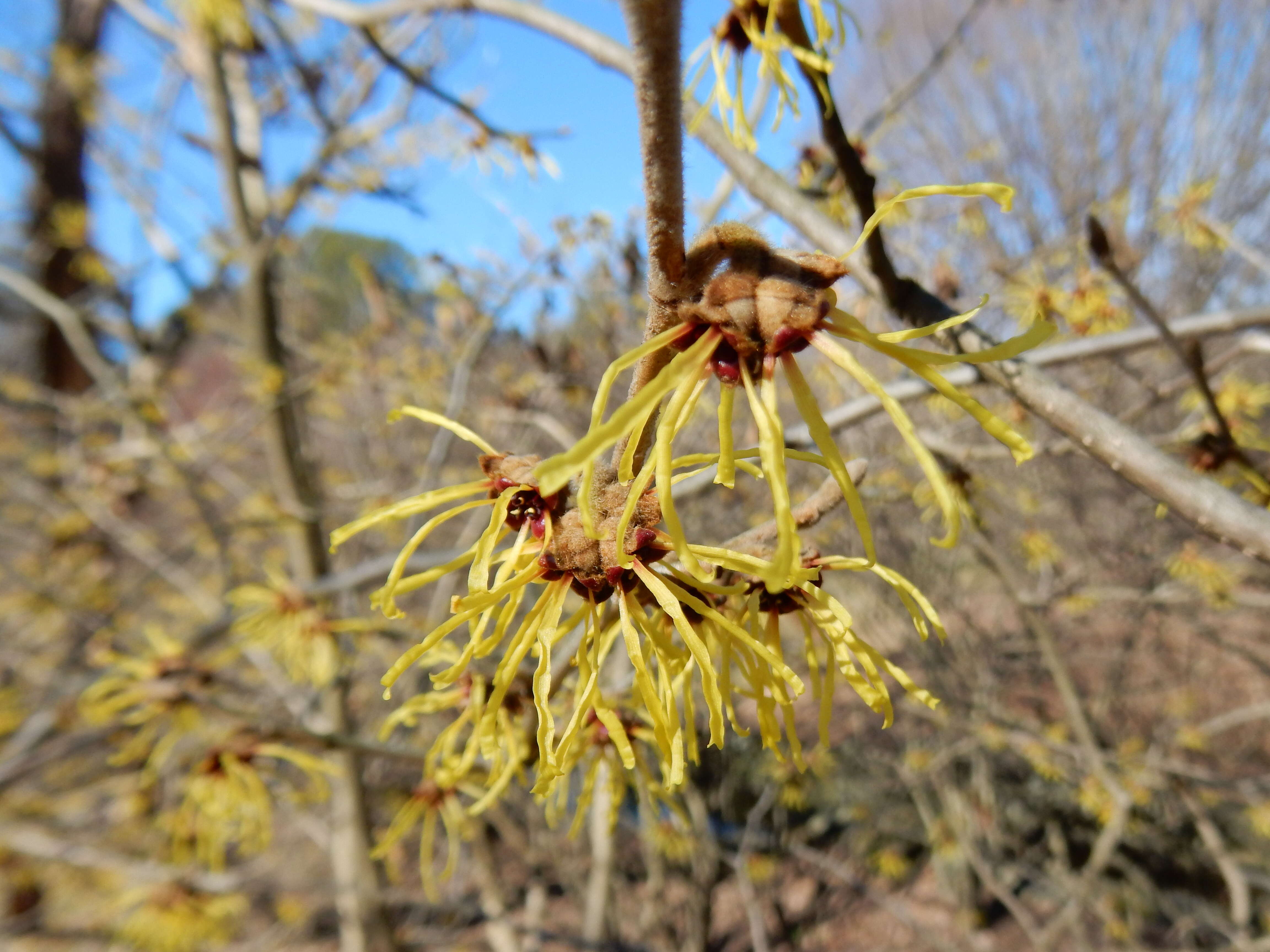 Imagem de Hamamelis mollis Oliv.