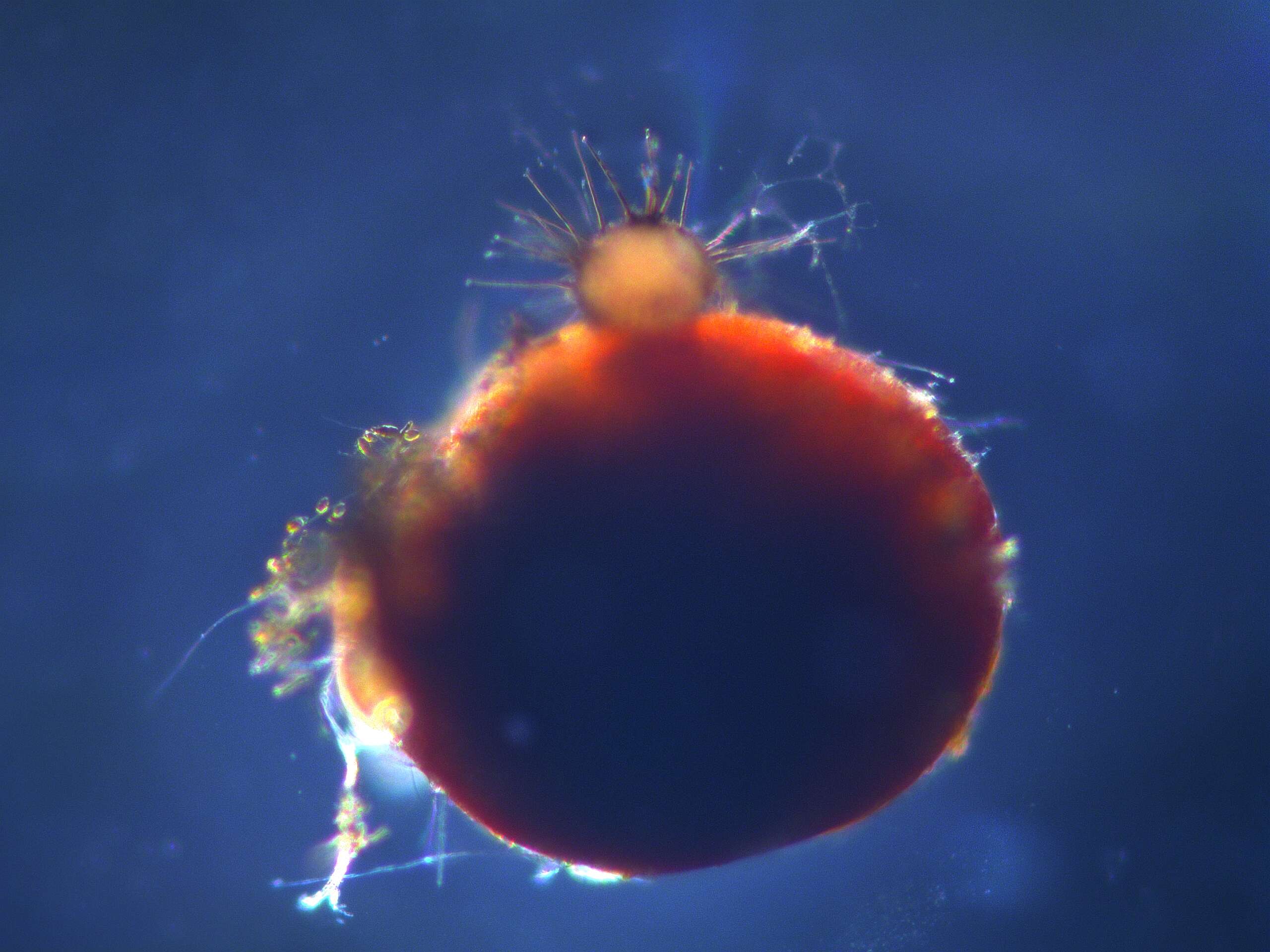 Image of Pale cyst nematode