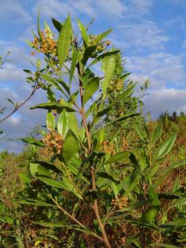 Image of Florida hopbush