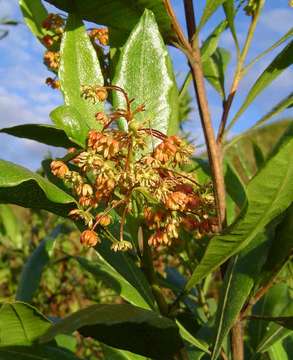 Image of Florida hopbush