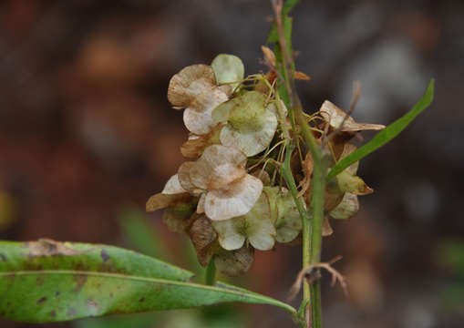 Image de bois de reinette