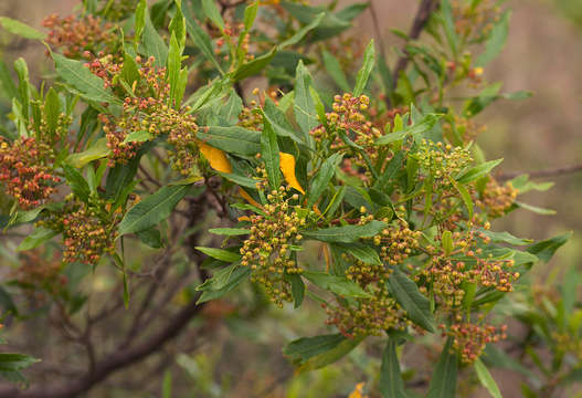 Image of Florida hopbush