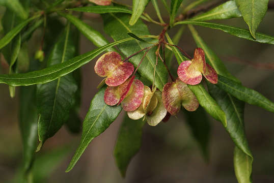 Image of Florida hopbush