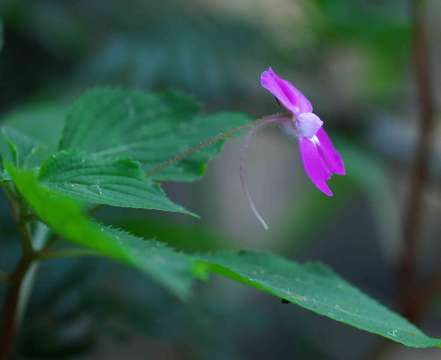 Image of Impatiens psychadelphoides Launert