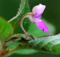 Image of Impatiens psychadelphoides Launert