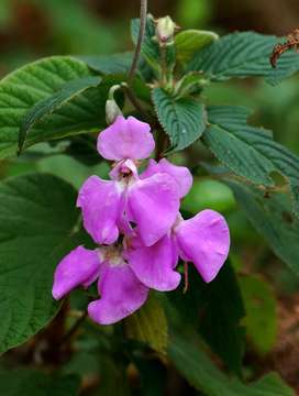 Image de Impatiens psychadelphoides Launert