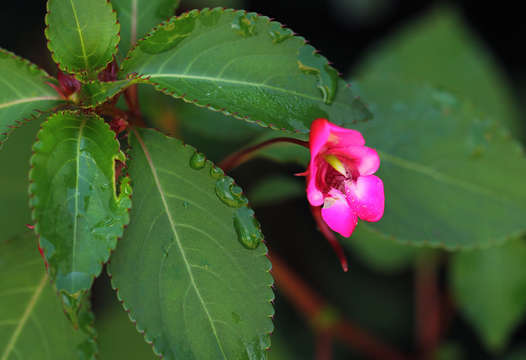 Image of Impatiens salpinx G. M. Schulze & Launert