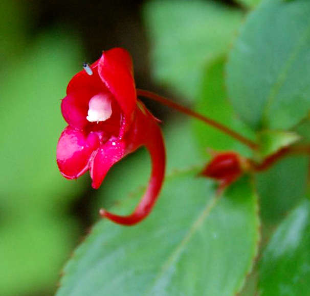 Image of Impatiens salpinx G. M. Schulze & Launert