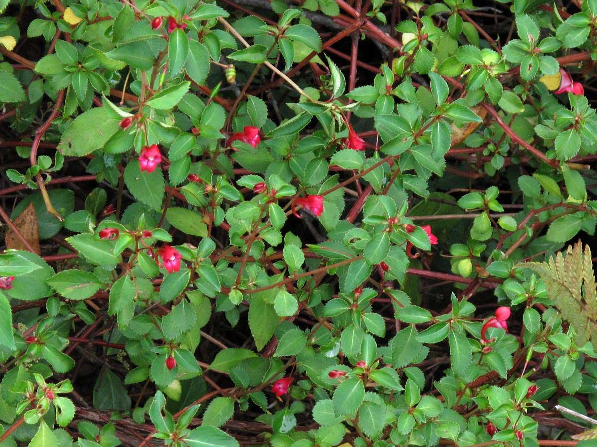 Image of Impatiens salpinx G. M. Schulze & Launert