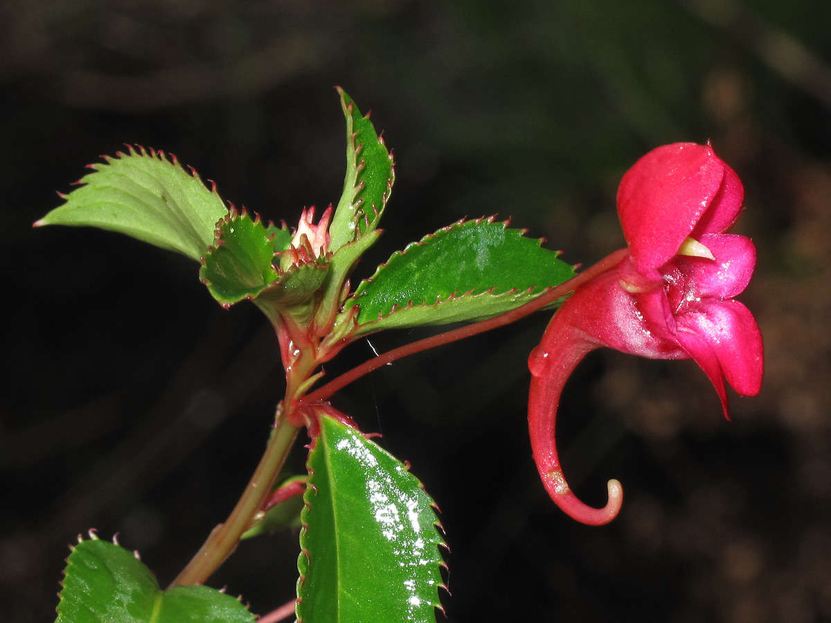 Image of Impatiens salpinx G. M. Schulze & Launert