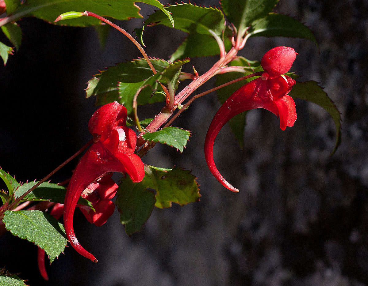 Image of Impatiens salpinx G. M. Schulze & Launert