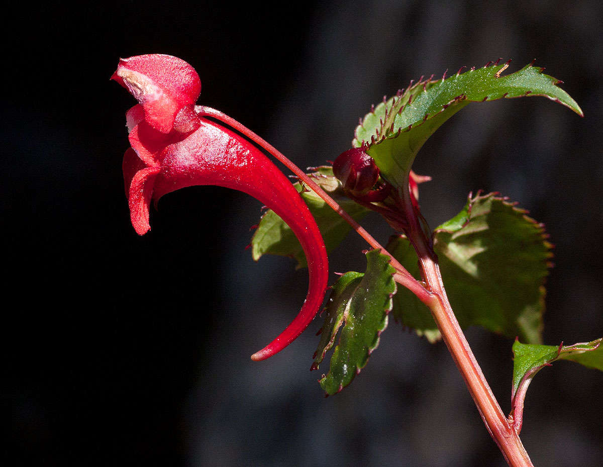 Image of Impatiens salpinx G. M. Schulze & Launert