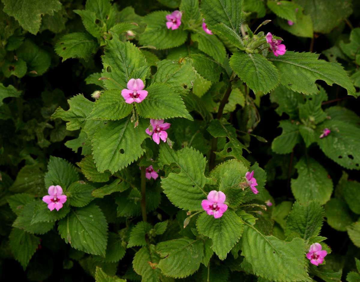 Image of Impatiens sylvicola Burtt Davy & Greenway