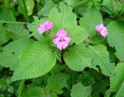 Image of Impatiens sylvicola Burtt Davy & Greenway